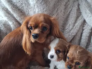 Cavalier King Charles Spaniel dogs Adorable King Charles Cavalier Pups - Advert 1