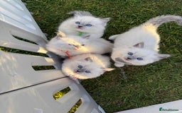 Ragdoll cats for sale: Female kitten become available! Pure Ragdoll in Derby - Image 3