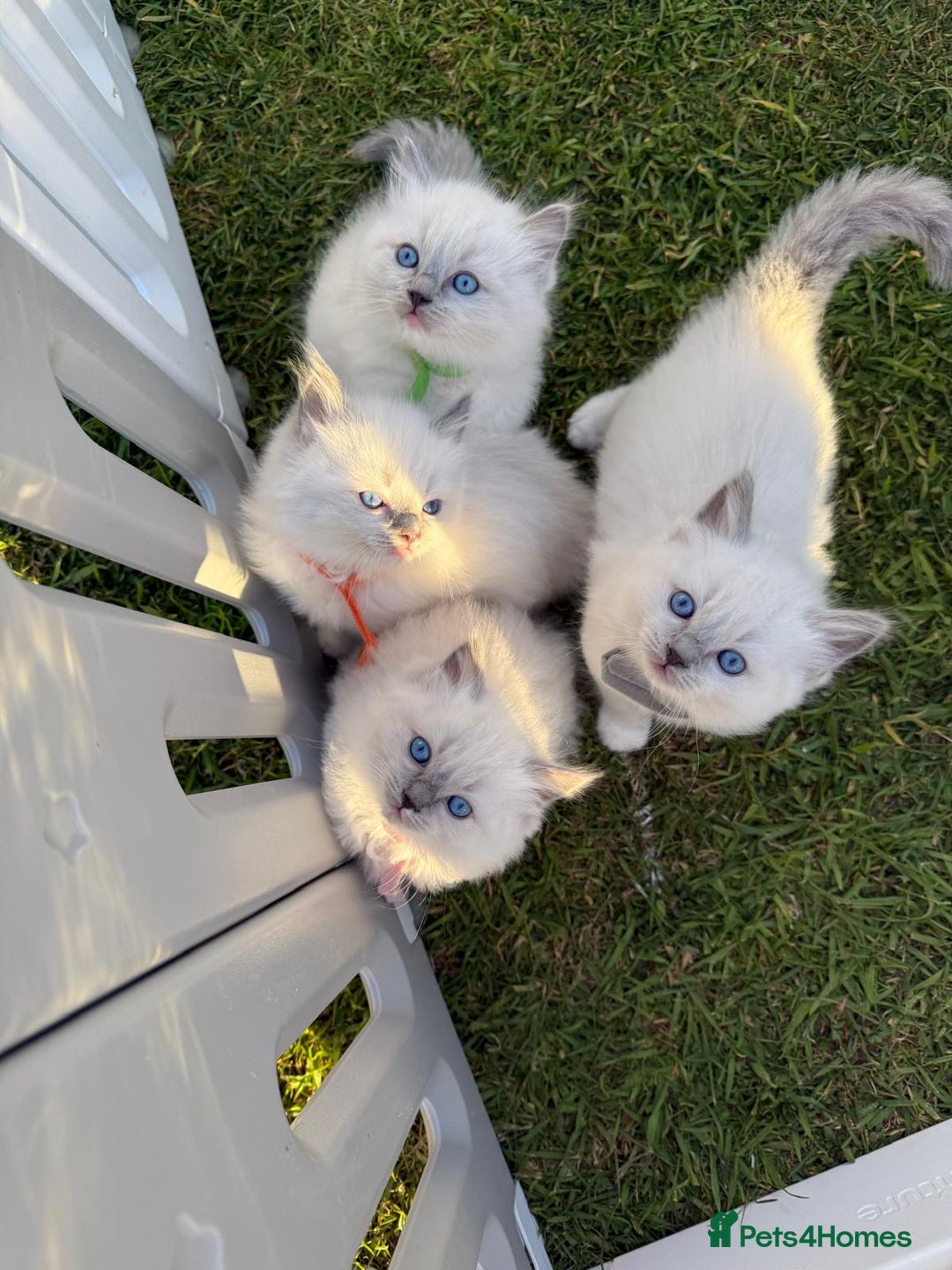 Ragdoll cats for sale: Female kitten become available! Pure Ragdoll in Derby - Image 3