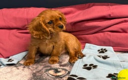 Cavalier King Charles Spaniel dogs for sale: Cavalier king Charles  Ruby's puppy's   - Image 37