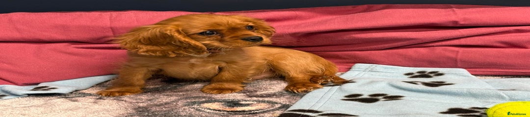 Cavalier King Charles Spaniel Puppy 1