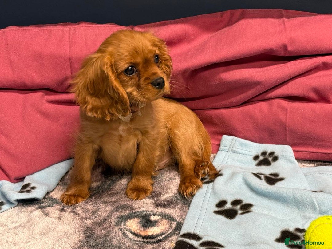 Cavalier King Charles Spaniel dogs for sale: Cavalier king Charles  Ruby's puppy's   - Image 37