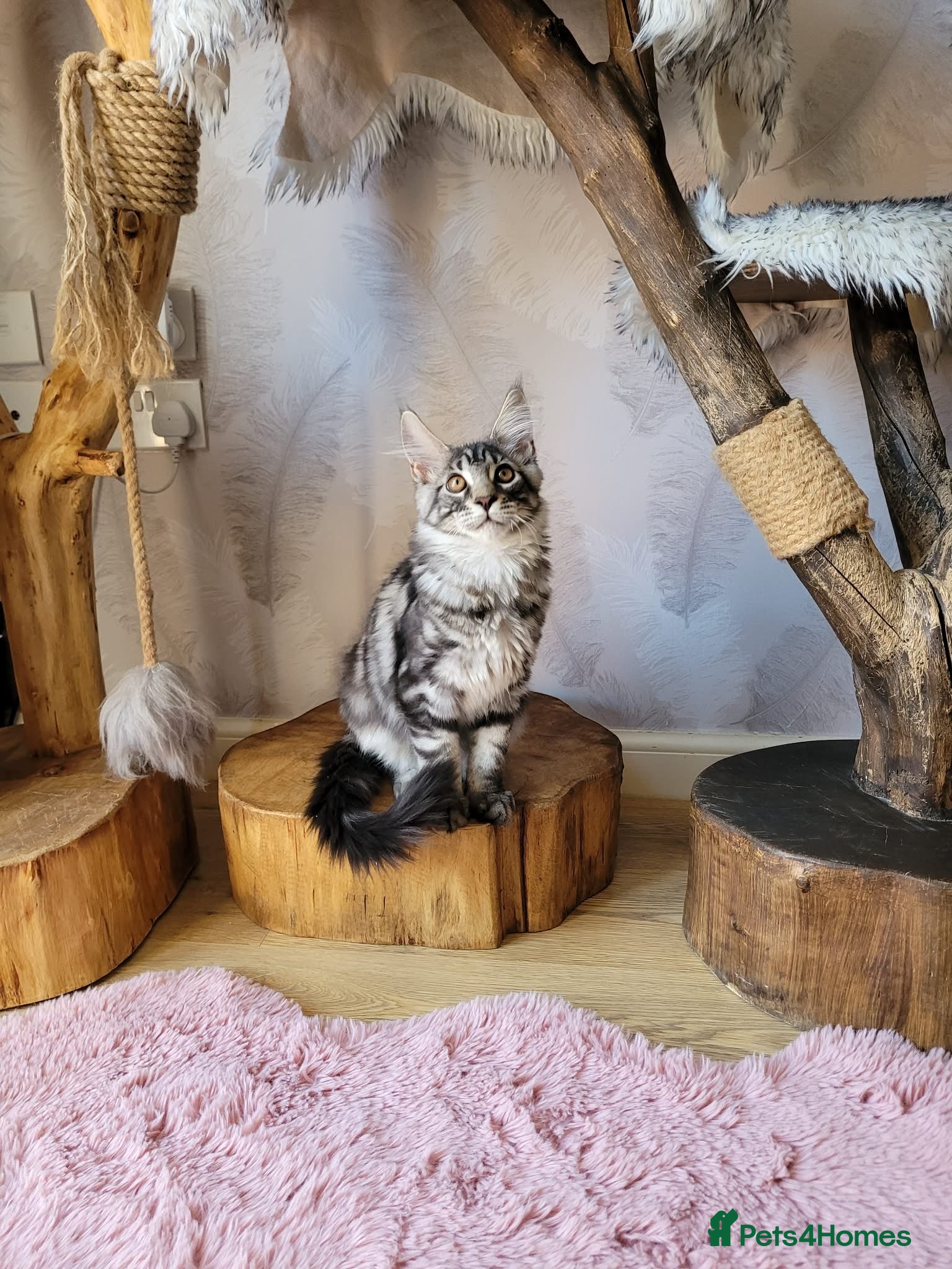 Maine Coon cats TICA registered Maine Coon kittens - Advert 2