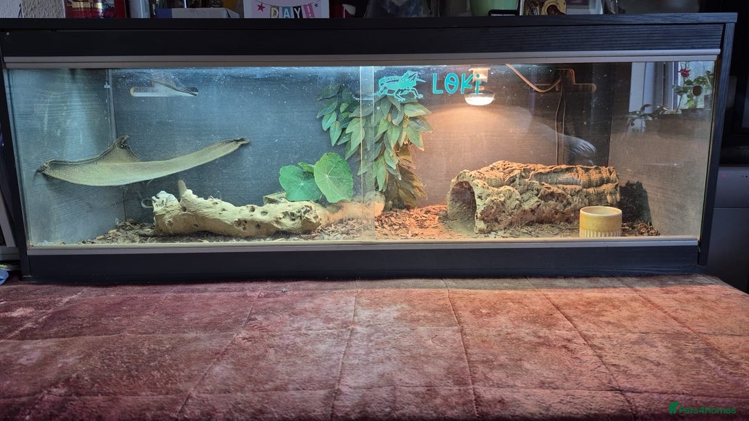 Dragon reptiles for sale: Bearded Dragon Lizard - Image 6
