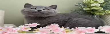 British Shorthair 1