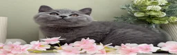 British Shorthair cats for sale: Stunning British Shorthair kittens  - Advert 29
