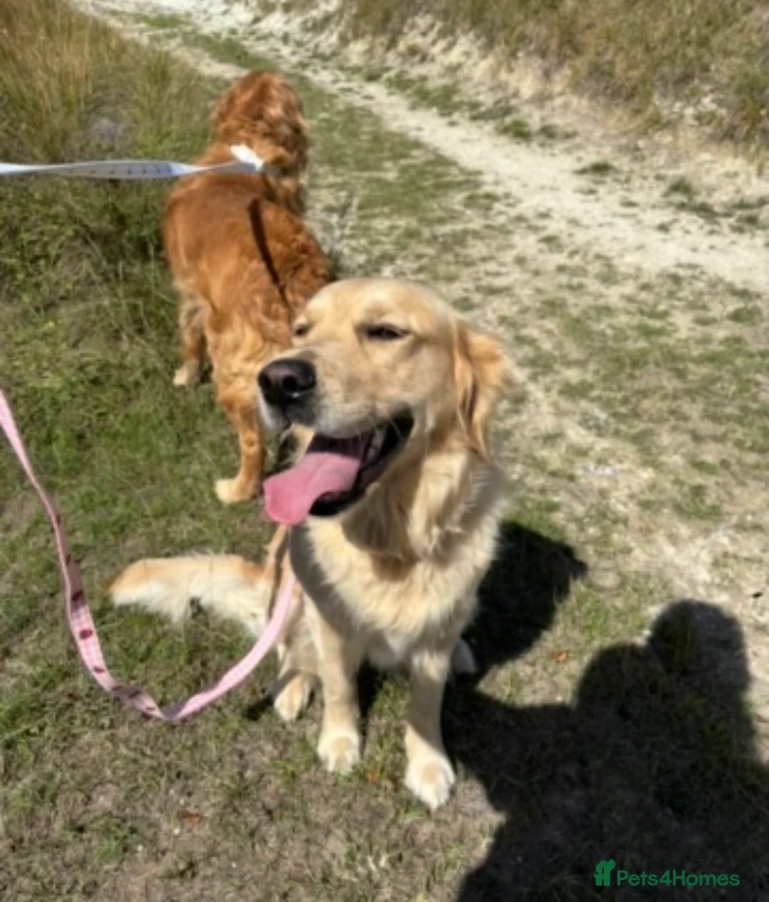 Golden Retriever dogs for sale: *2 left* gorgeous golden retrievers  - Advert 5