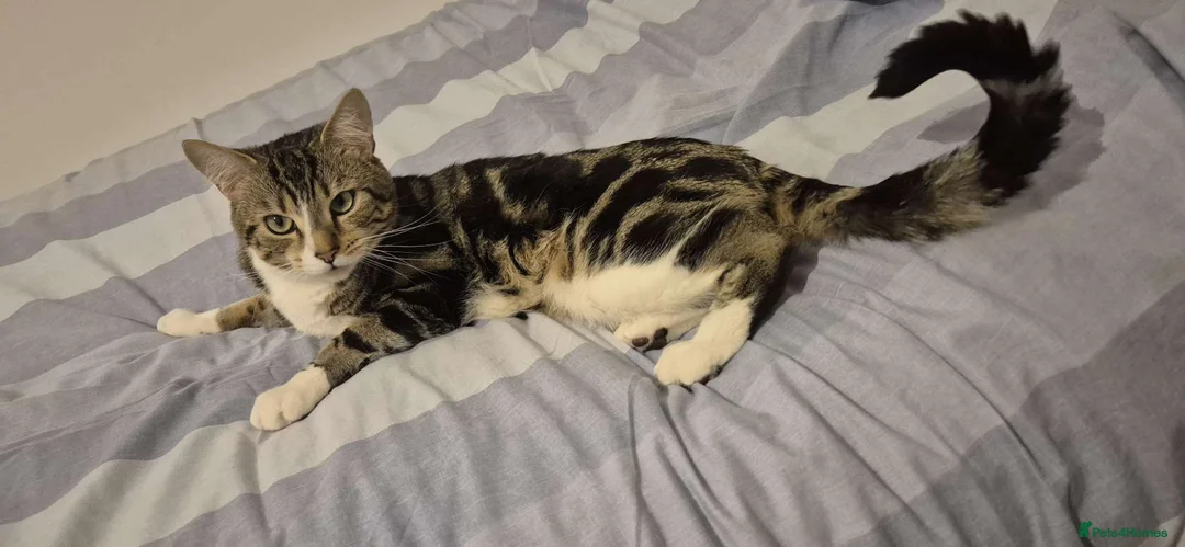 Mixed Breed cats for sale: "Free" mixbreed M cat  in Brighouse - Advert 1