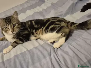 Mixed Breed cats "Free" mixbreed M cat - Advert 1