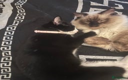 Ragdoll cats for sale: Beautiful ragdoll x domestic shorthair kittens - Image 11