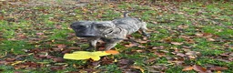 Lurcher dogs for sale: Stunning male Bull Lurcher needing a home! - Advert 1