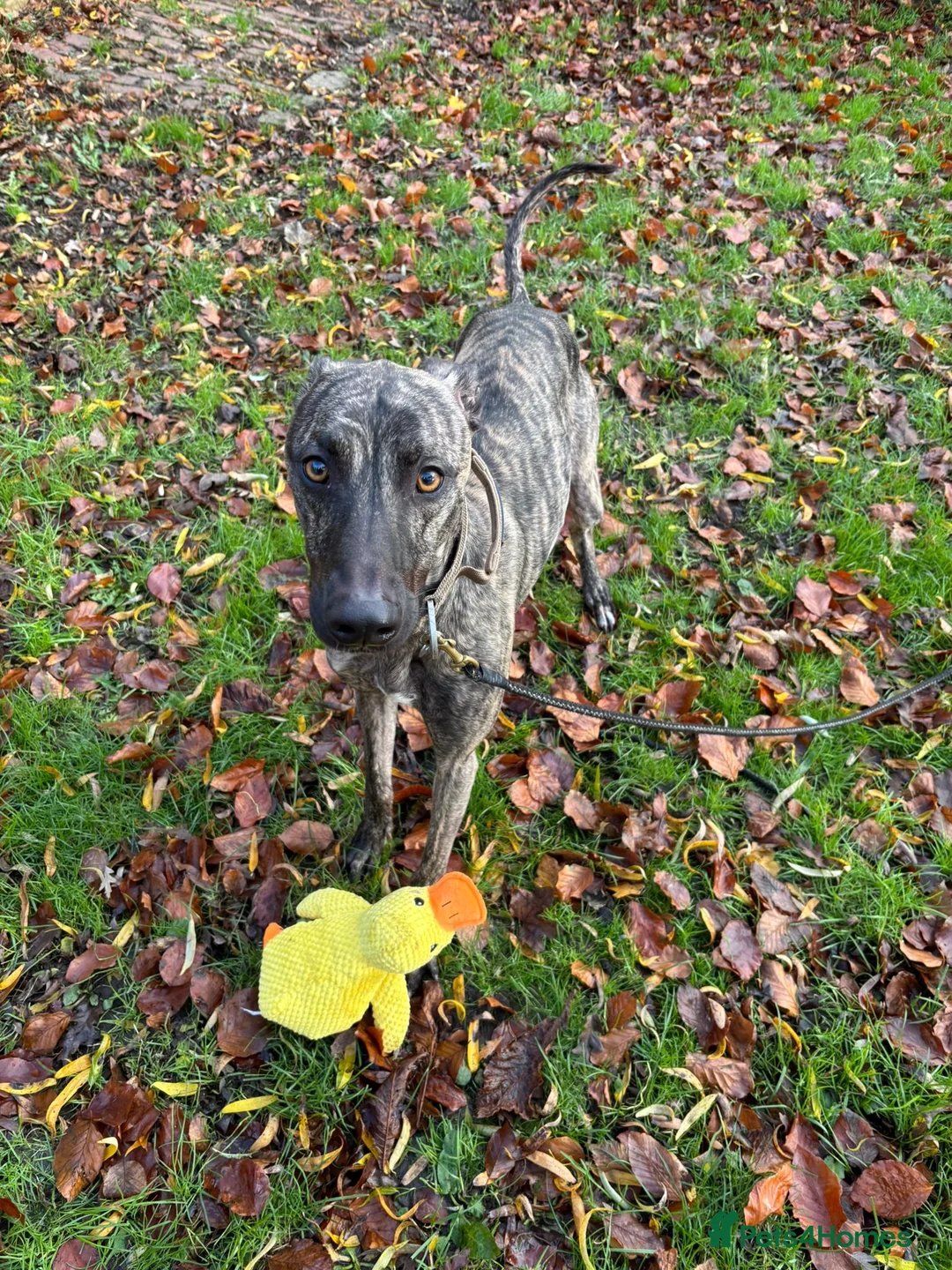 Lurcher dogs for sale: Stunning male Bull Lurcher needing a home! - Advert 1