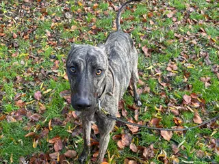 Lurcher dogs Stunning male Bull Lurcher needing a home! - Advert 2