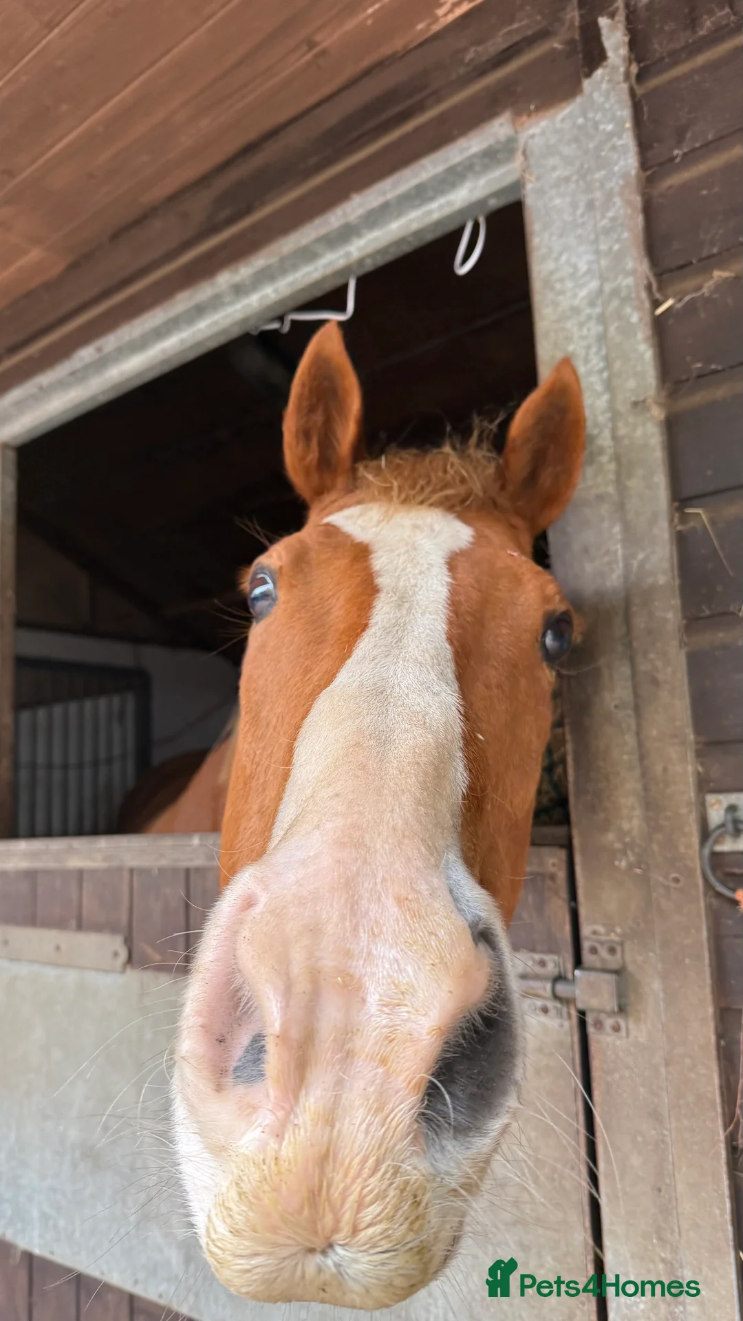 English Thoroughbred horses for sale: 15.3 tb gelding   - Advert 6