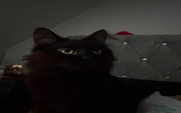 Mixed Breed cats for sale: black fluffy cat - Image 3