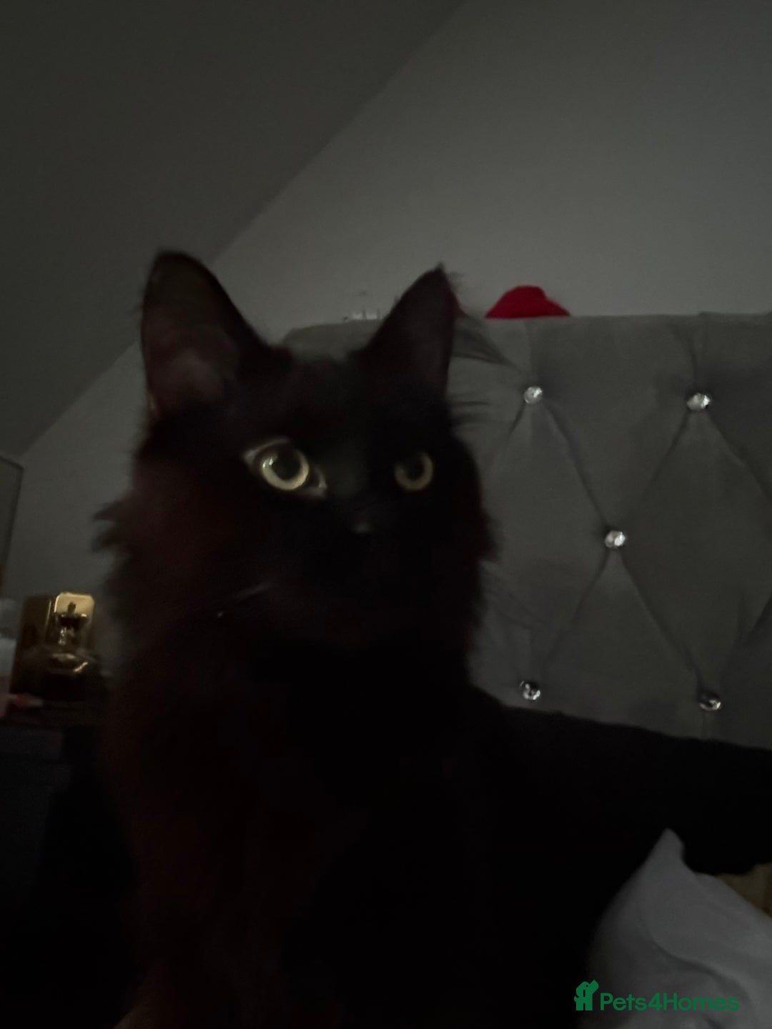 Mixed Breed cats for sale: black fluffy cat - Image 3