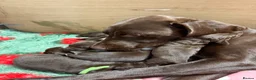 German Shorthaired Pointer dogs for sale: KC registered German Shorthaired Pointers - Advert 29