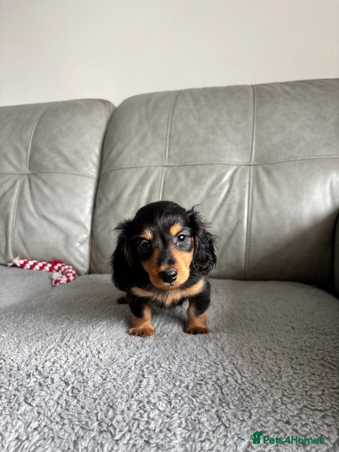 Dachshund dogs for sale: READY NOW LONGHAIRED MINIATURE DACHSHUNDS - Image 8