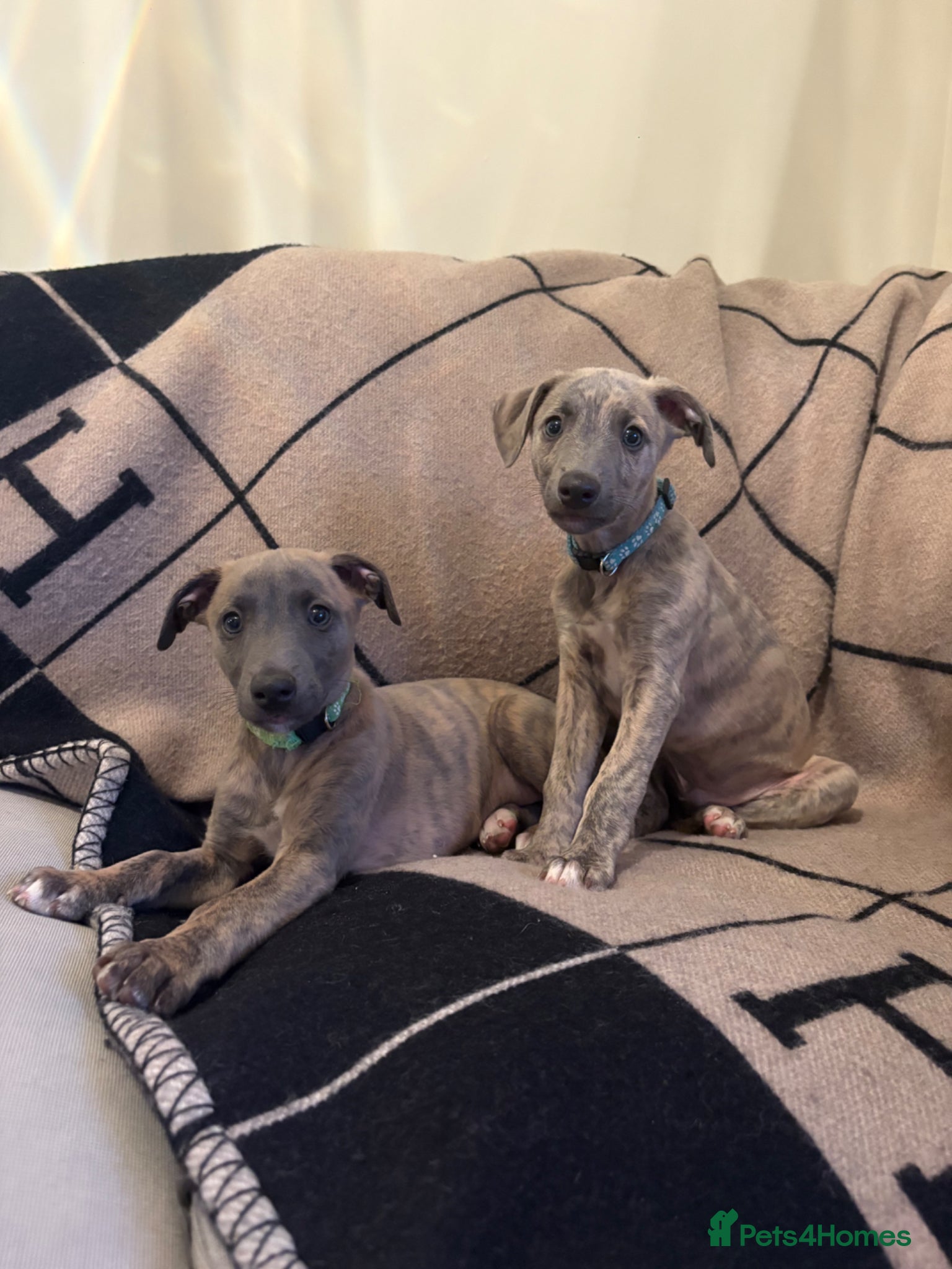 Whippet dogs Handsome Fawn/Blue Brindle Boys - Advert 1