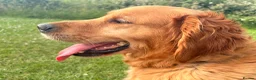 Golden Retriever dogs for sale: Red Golden Retriever kc registered - Advert 3