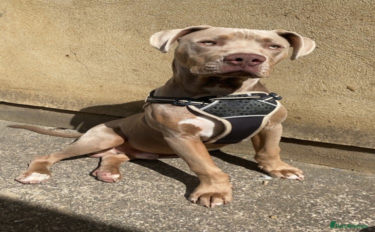Mixed Breed dogs - Advert 6