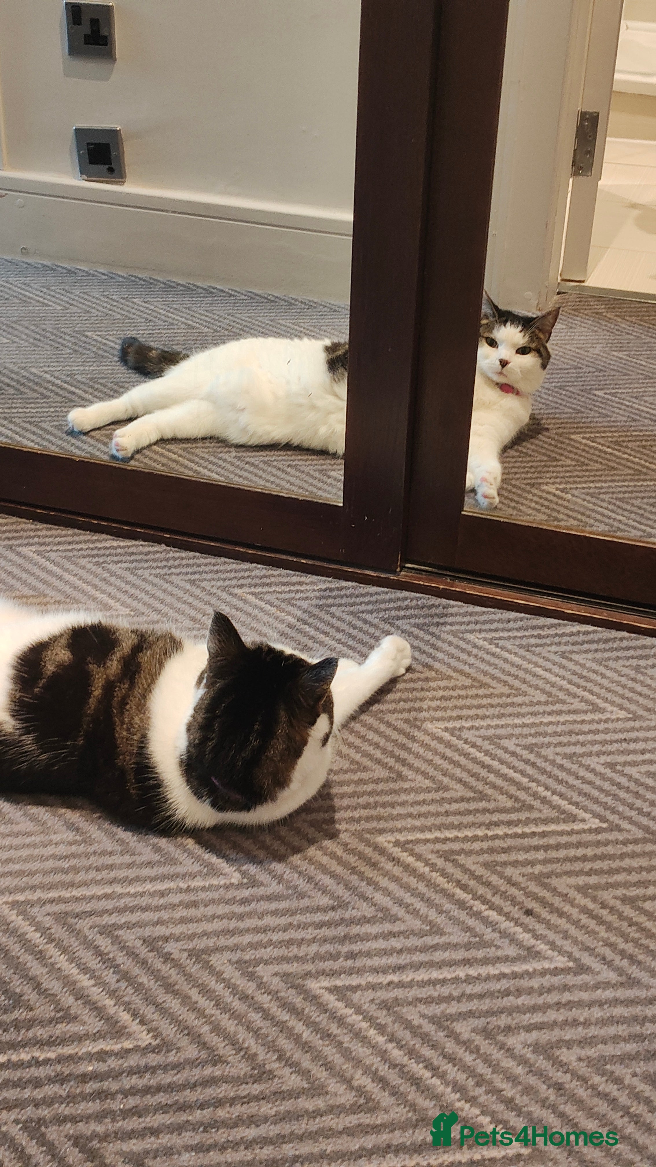 Mixed Breed cats URGENT HOME NEEDED BY TONIGHT OR TOMORROW - Advert 4