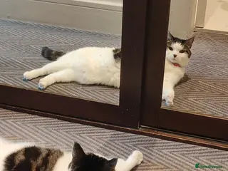 Mixed Breed cats URGENT HOME NEEDED BY TONIGHT OR TOMORROW - Advert 6