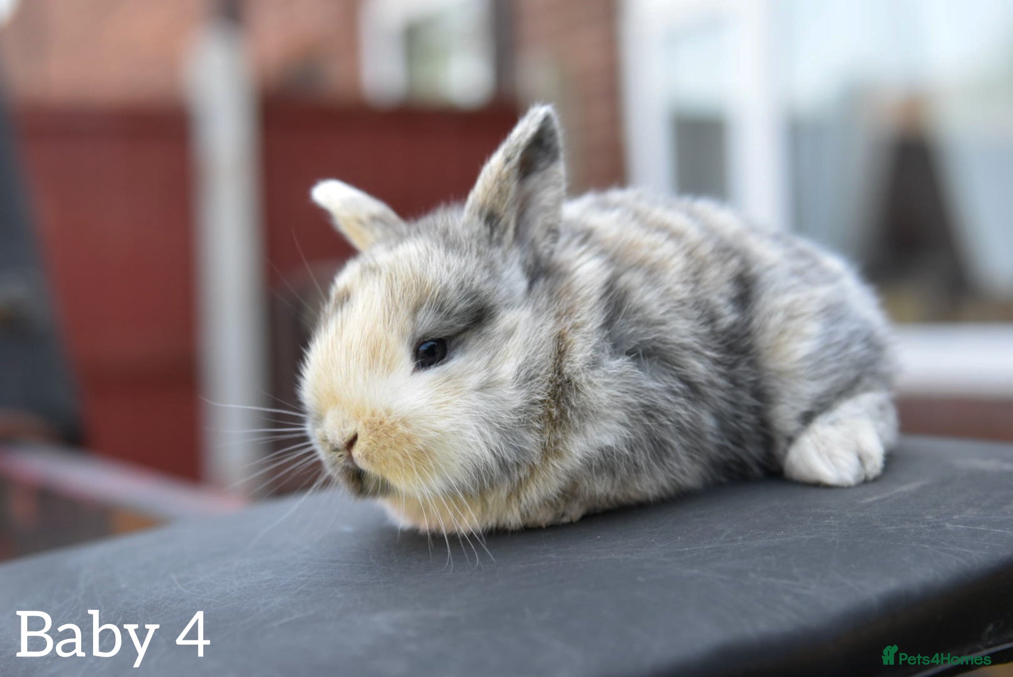 Lionhead rabbits for sale: Baby Lionhead x Lops Looking For New Home - Advert 14