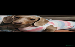 Miniature Dachshund dogs for sale: Isabella miniature dachshund 3yr old  - Image 1