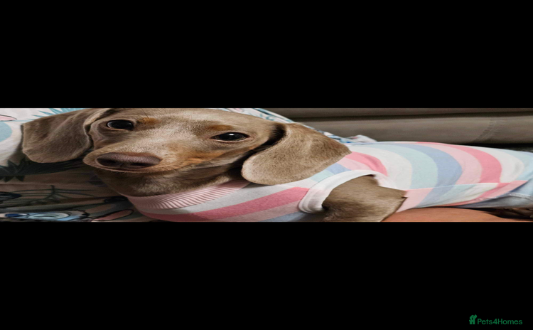 Miniature Dachshund dogs - Advert 4