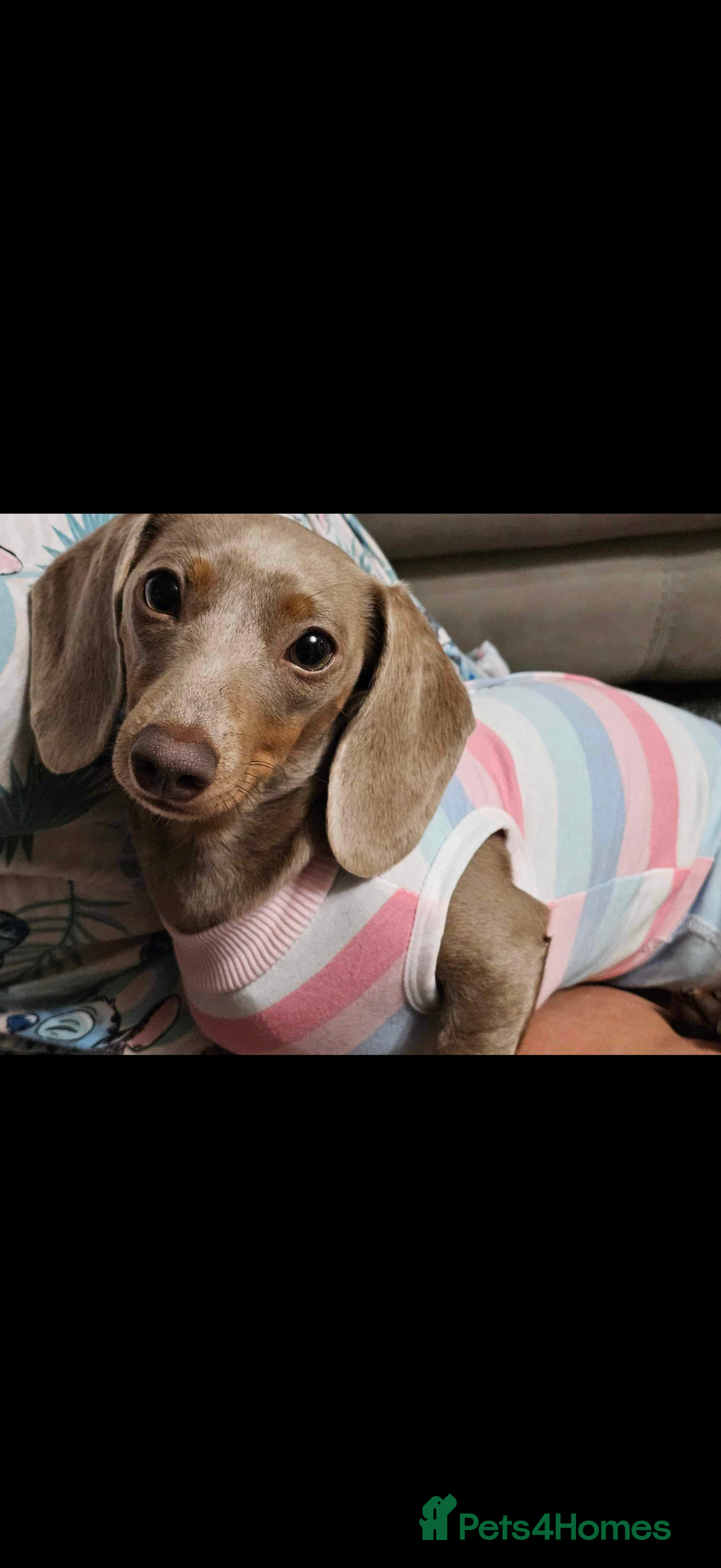 Miniature Dachshund dogs for sale: Isabella miniature dachshund 3yr old  - Image 1