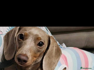 Miniature Dachshund dogs - Advert 8