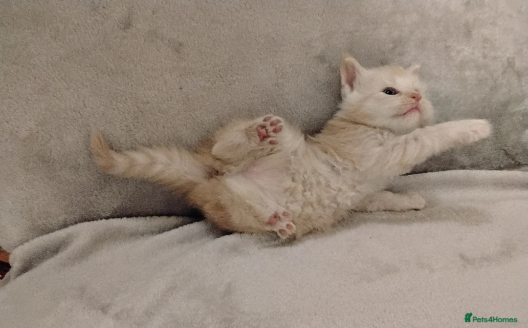 Maine Coon cats for sale: Exceptional Maine Coon kittens available - Advert 3