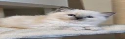 Ragdoll cats for sale: 🩷 Beautiful Blue Mitted Girl - TICA Registered 🩷 - Advert 7