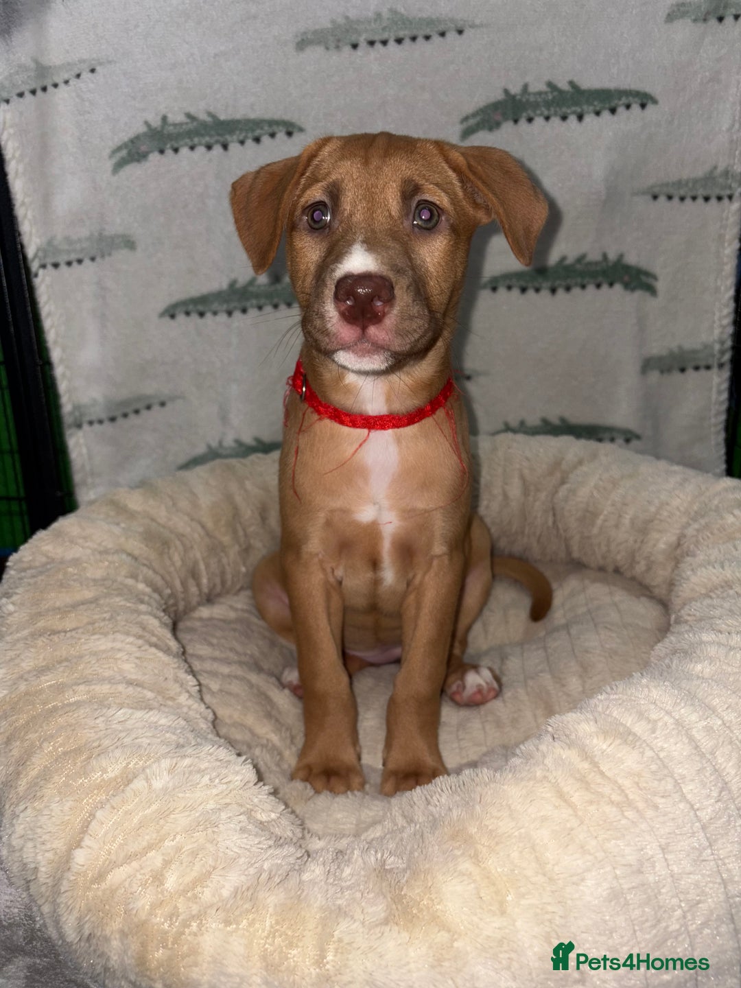 Mixed Breed dogs for sale: 6 Beautiful Fur Babies - Image 25
