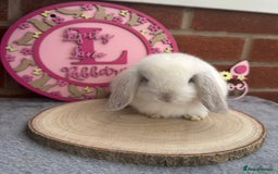 Mini Lop rabbits for sale: Pure Bred Minilops - Image 8