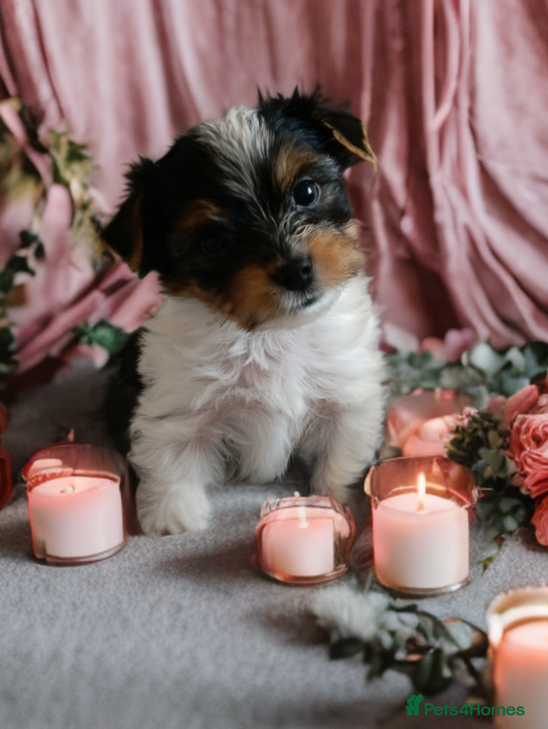 Yorkshire Terrier dogs Tricolor Yorkies Biewer 🐶🐶🐶 - Advert 10