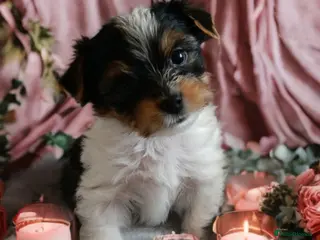 Yorkshire Terrier dogs Tricolor Yorkies Biewer 🐶🐶🐶 - Advert 8