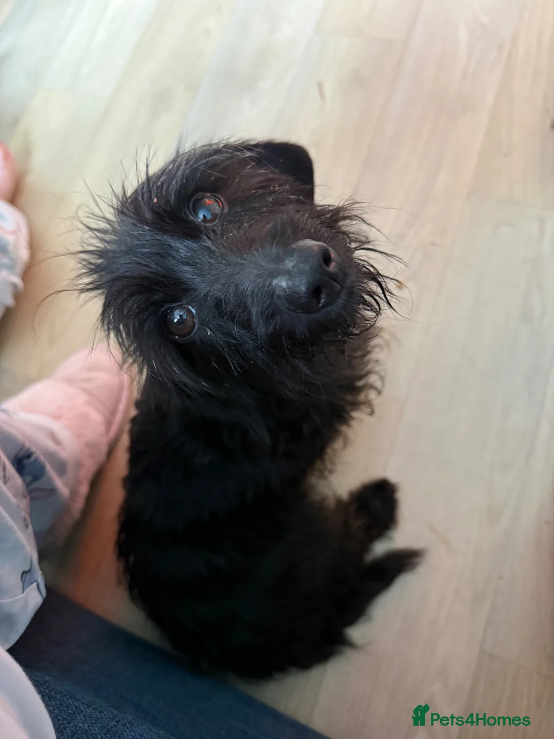 Mixed Breed dogs for sale: 🐾Mixed breed pups🐾 - Advert 2