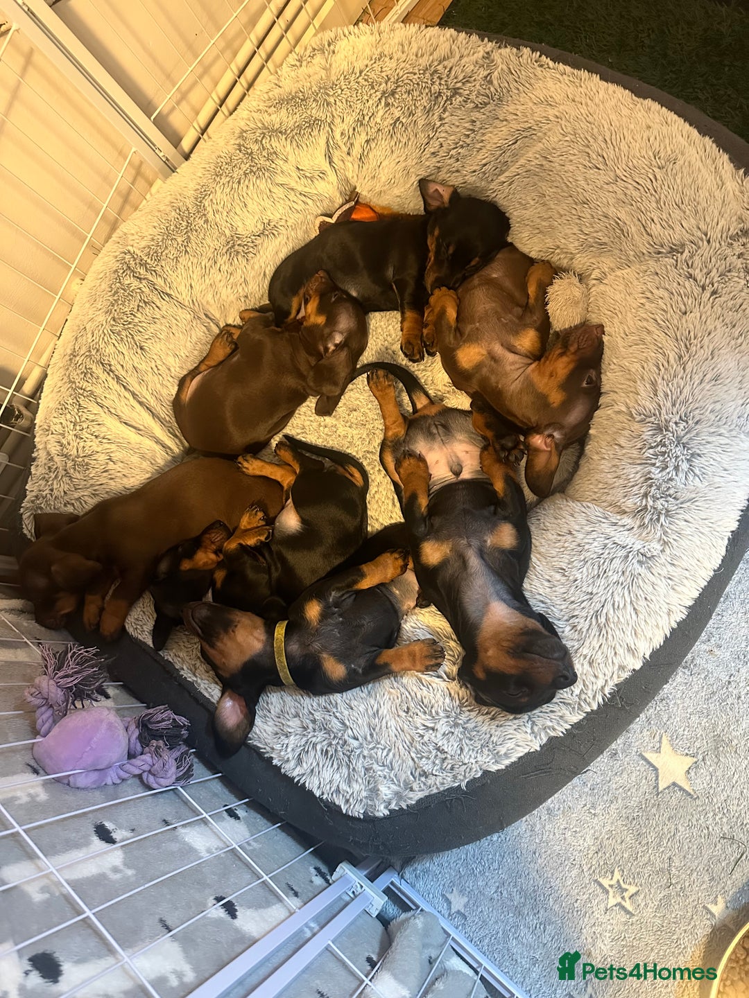 Dachshund dogs for sale: Dachshund puppies (2 LEFT) - Advert 23