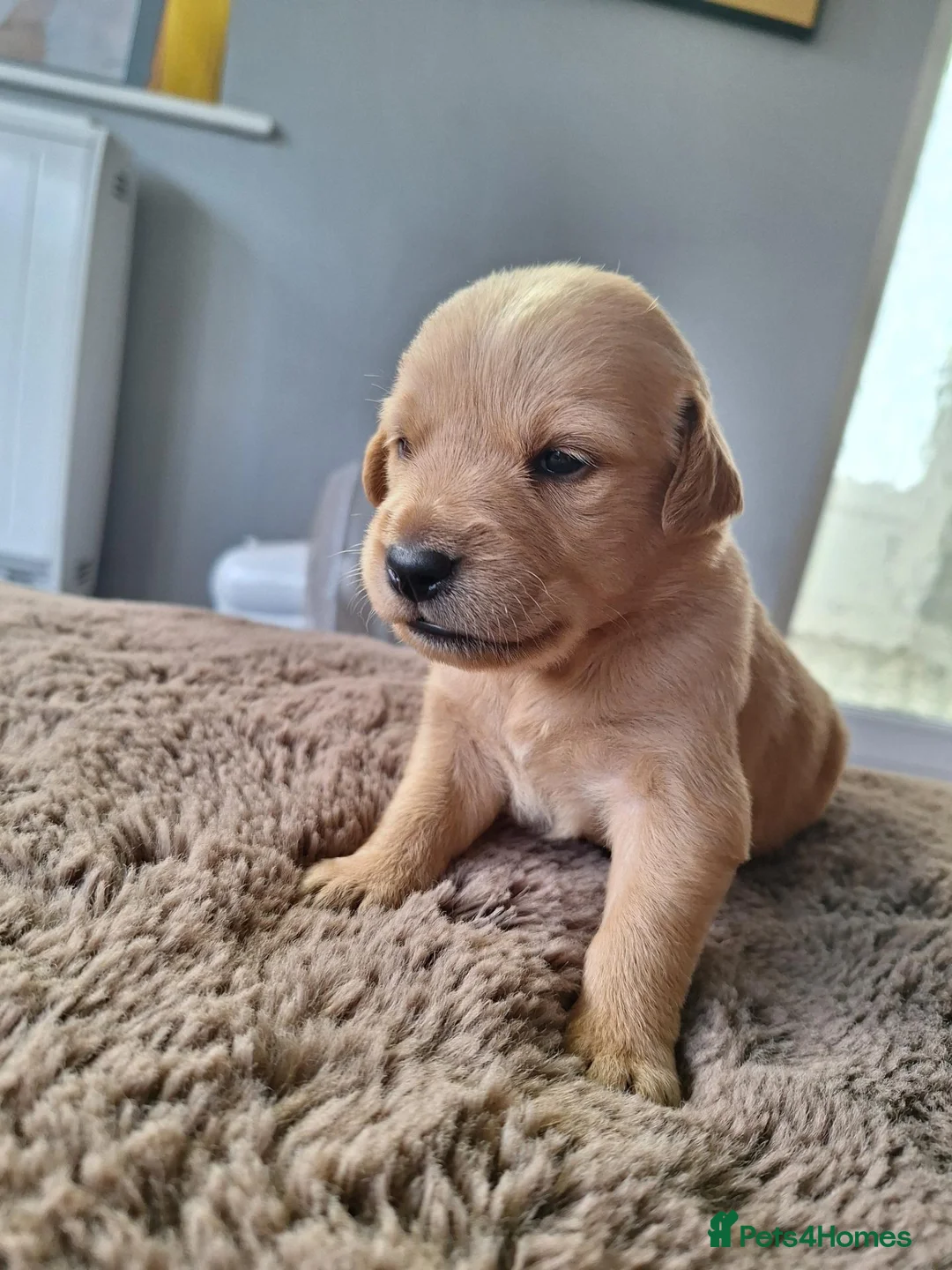 Mixed Breed dogs for sale: Gorgeous goldendoodles!! - Advert 2
