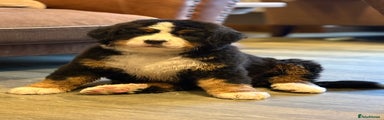 Bernese Mountain Dog Puppy 1