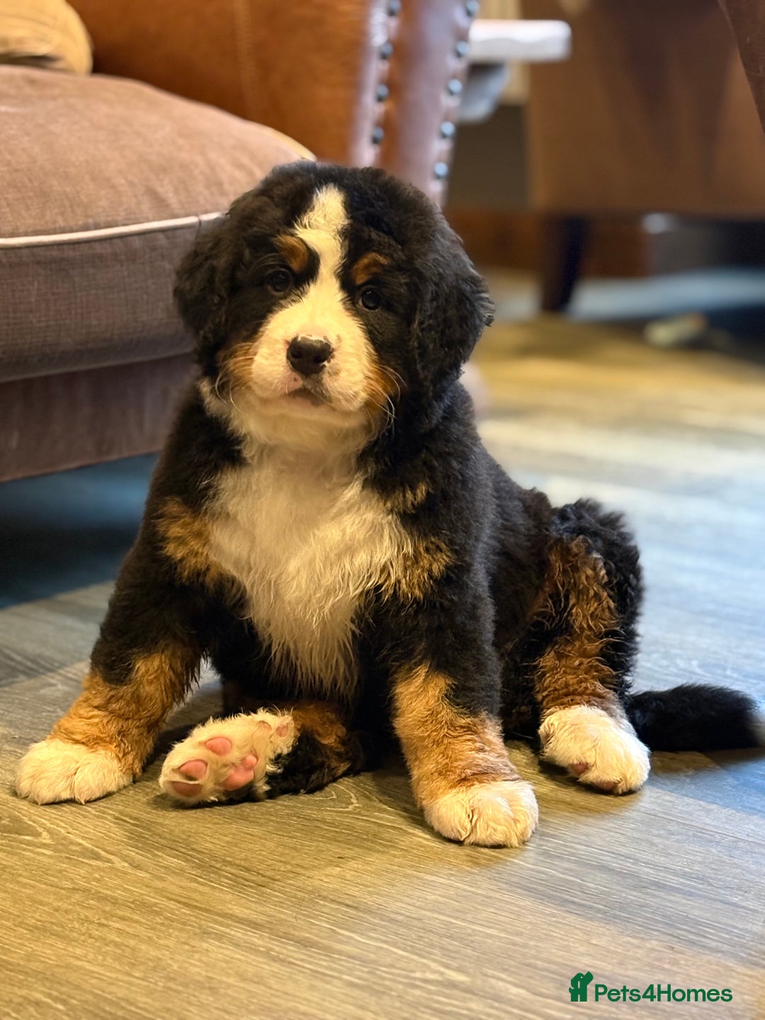 Bernese Mountain Dog dogs for sale: Beautiful Bernese Mountain puppies  - Advert 7