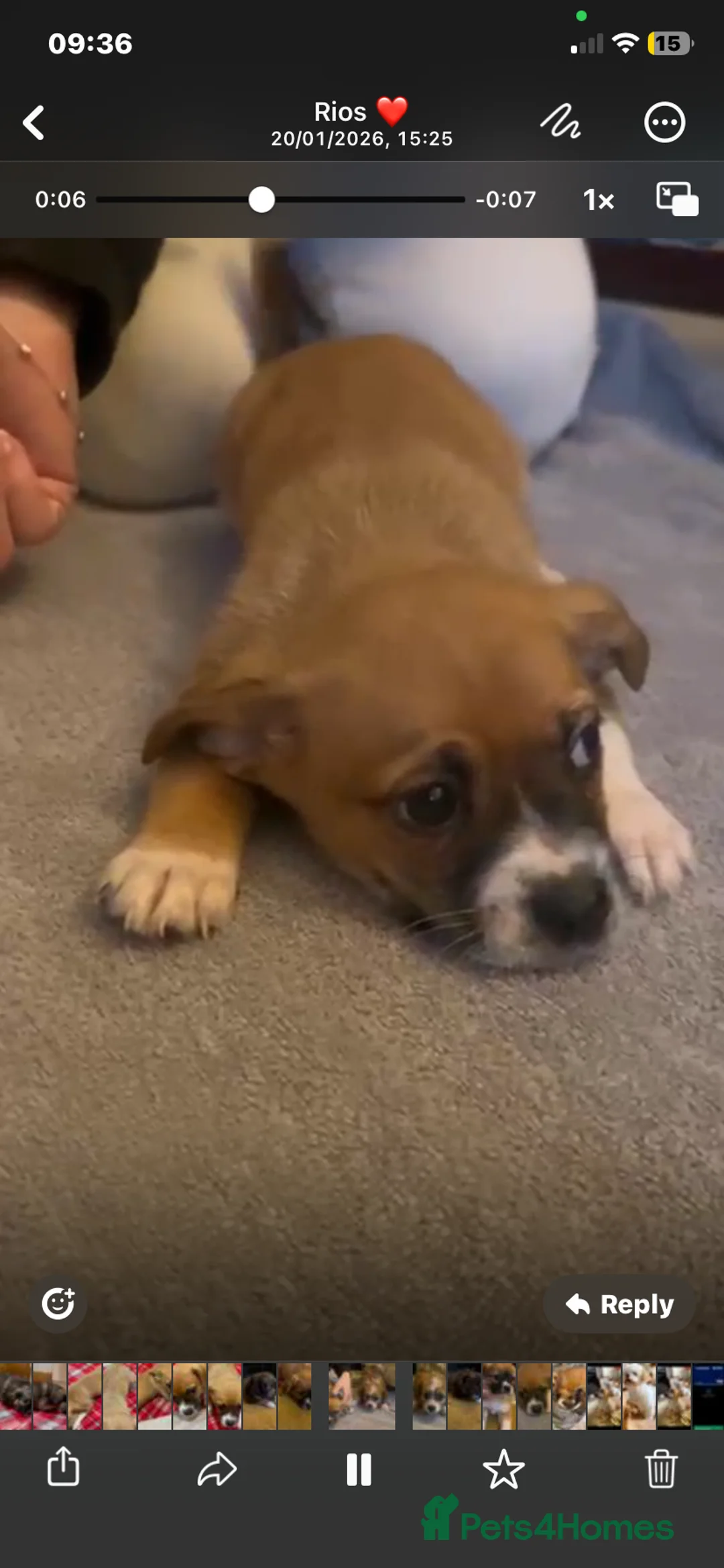 Mixed Breed dogs for sale: Poochoon X adorable pups  - Advert 7