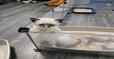 Snowshoe cats Rare pedigree snowshoe kittens born in Scotland - Advert 12