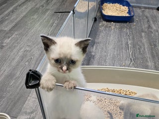 Snowshoe cats Rare pedigree snowshoe kittens born in Scotland - Advert 18