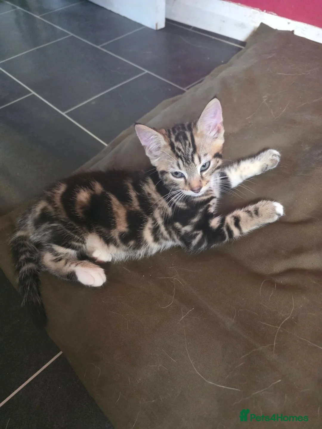 Mixed Breed cats for sale: male tabby kitten - Advert 7