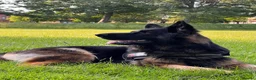 German Shepherd dogs for stud: Brenda 🇩🇪 in Leeds - Advert 6