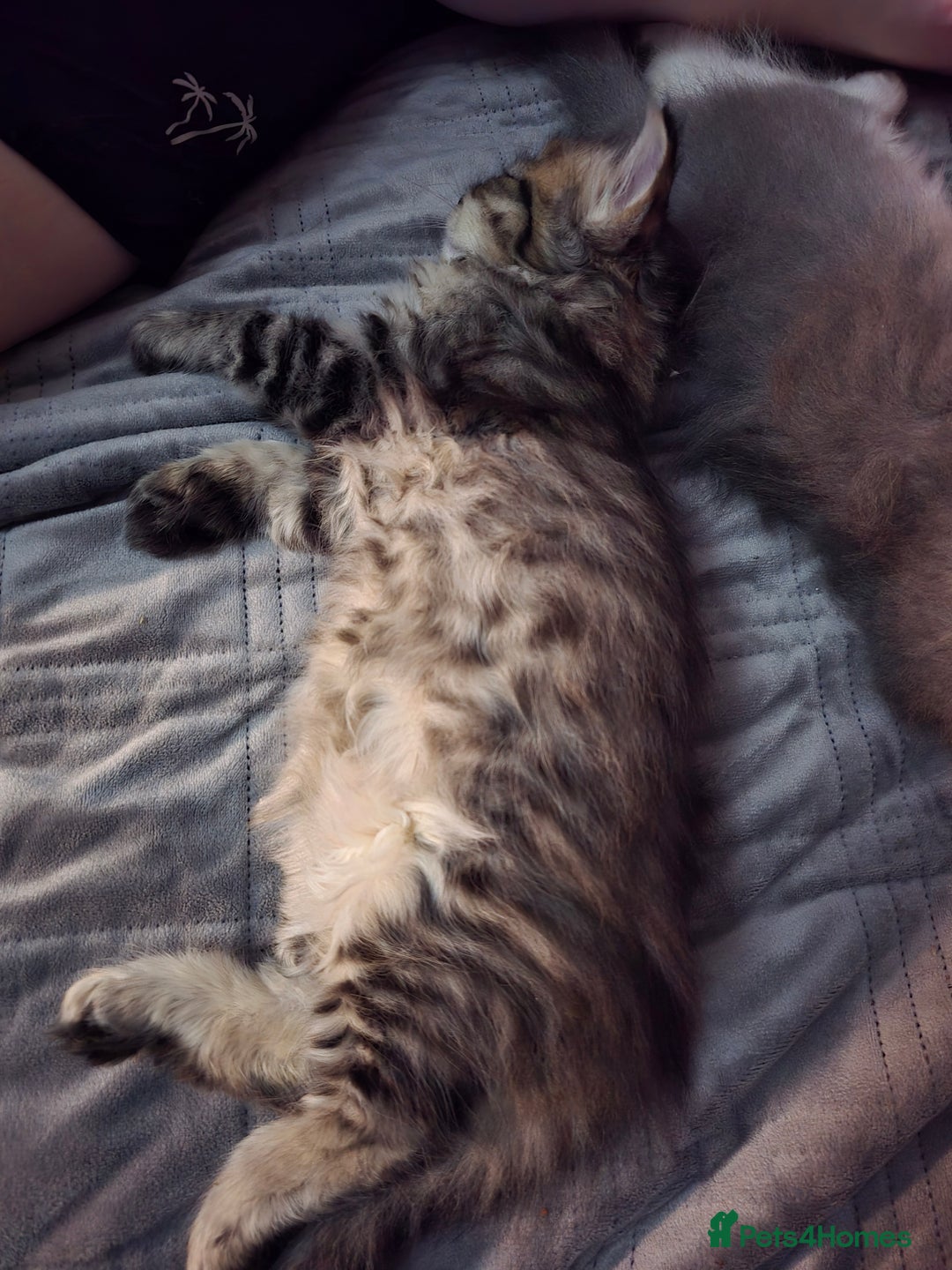 Perdoll cats for sale: Persian ragdoll kittens - Image 9