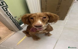 Cocker Spaniel dogs for sale: 8 month old puppy called summer ☀️ - Image 2